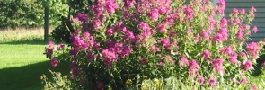 Patti's stonewall garden flowers